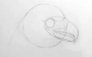 Как нарисовать орла карандашом? Шаг 5. Портреты карандашом - Fenlin.ru