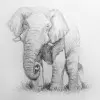 Как нарисовать слона карандашом? Портреты карандашом - Fenlin.ru
