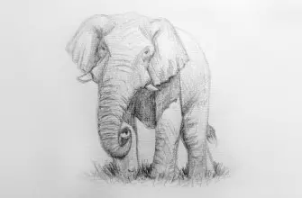 Как нарисовать слона карандашом? Портреты карандашом - Fenlin.ru