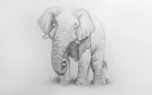 Как нарисовать слона карандашом? Шаг 10. Портреты карандашом - Fenlin.ru