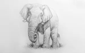 Как нарисовать слона карандашом? Шаг 11. Портреты карандашом - Fenlin.ru
