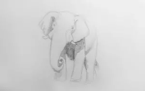 Как нарисовать слона карандашом? Шаг 7. Портреты карандашом - Fenlin.ru