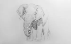 Как нарисовать слона карандашом? Шаг 8. Портреты карандашом - Fenlin.ru