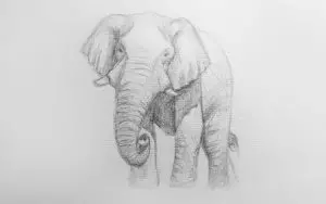 Как нарисовать слона карандашом? Шаг 9. Портреты карандашом - Fenlin.ru