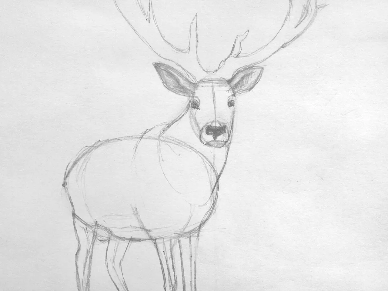 Как нарисовать оленя карандашом поэтапно